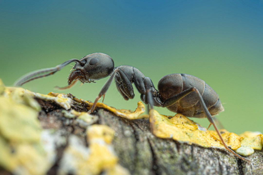 csm_1_Tapinoma_magnum__SMNS__A._Bellersheim_64a8e1199a